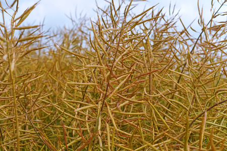 rape is an agricultural crop, field sown with rapeの写真素材