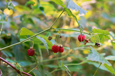 raspberries in the woods, wild raspberry currant bushes