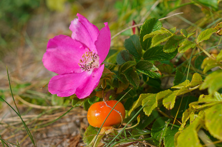 rosehip on a branch, wild rose of wild rose and ripe berryの写真素材