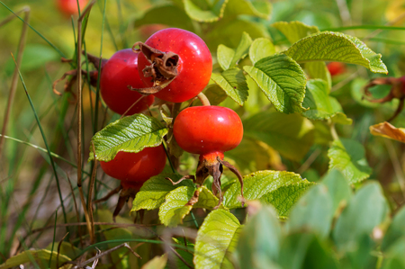 rosehip on a branch, wild rose of wild rose and ripe berryの写真素材