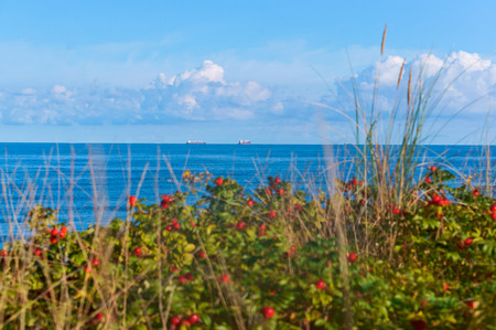rosehip bushes on the beach, two ships on the horizonの写真素材