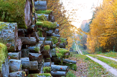 trunks of felled trees, felled trees and autumn forest, deforestationの写真素材