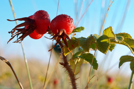 the round red ripe rosehips, the fruits of a medicinal rose hips