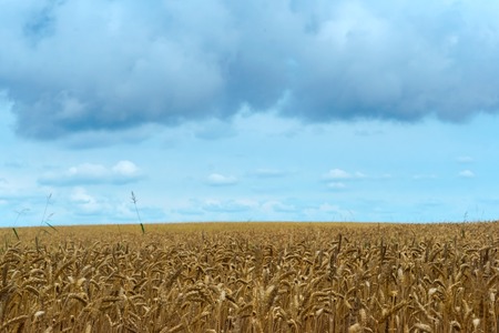 field of ears, wheat ears, agricultural land