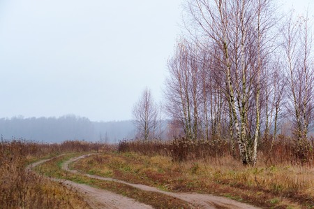 field road in fog, autumn morning in the forest