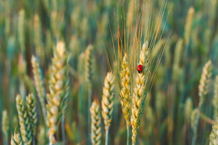 ear of wheat, insect ladybug on a spikelet