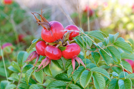 the red berries of a dogrose, medicinal rosehips roundの写真素材