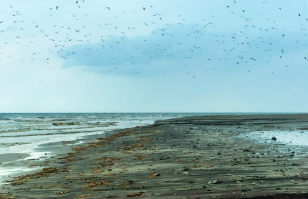 birds in polluted areas, coastal water pollutionの写真素材