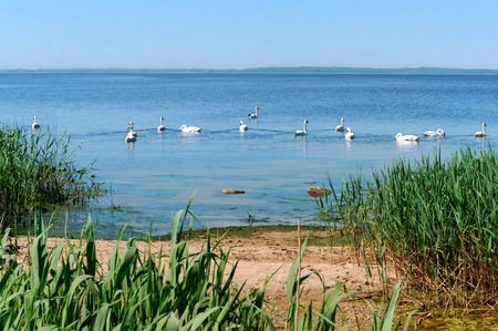 swans on the lake in summer, a flock of waterfowlの写真素材