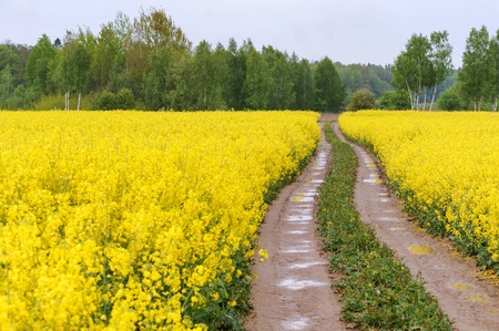 sowing crops of rapeseed, a flowering plant rapeの写真素材