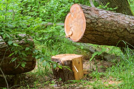 felled trees, trunks of felled trees