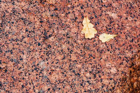 stone texture and yellow leaf, sea stone backgroundの写真素材