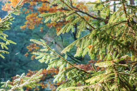cobweb on fir branches, spruce forest in the sunの写真素材