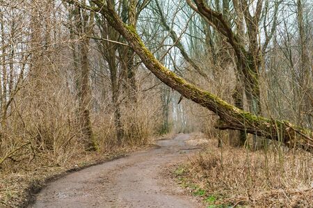 cloudy forest in autumn, fog in the spring forest