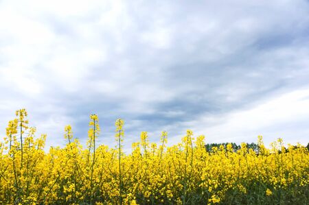 sowing crops of rapeseed, a flowering plant rape