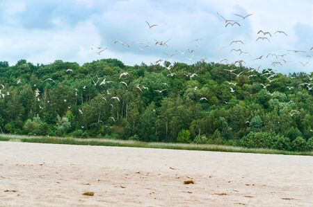 flock of seagulls over the shore, cloudy on the seashore