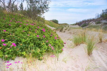 wild rose flowering Bush, a flowering briar on a sand duneの写真素材