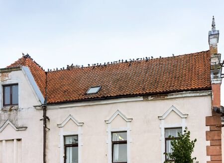 a flock of pigeons on the roof, birds sit exactly in a row on the old house, Ozersk, Kaliningrad region, Russia, August 1, 2019のeditorial素材