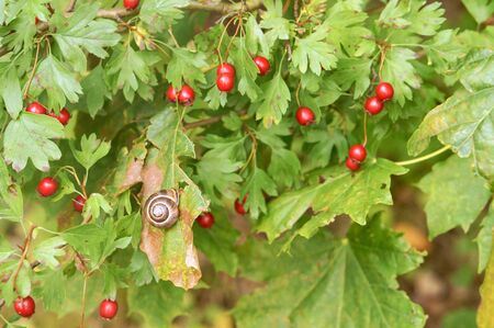 snail on a hawthorn Bush, red berries of medicinal hawthornの写真素材