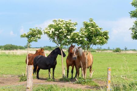 horses walking freely, four adult horses in the fieldの写真素材