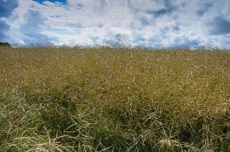 rapeseed field, rapeseed farming culture, rape agriculturalの写真素材