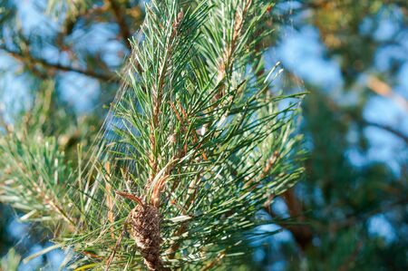 fir branch, a branch of a coniferous tree in the sun