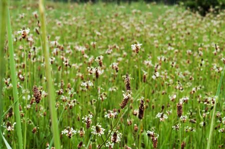 flowering grass in the meadow, floral background, blooming green plants