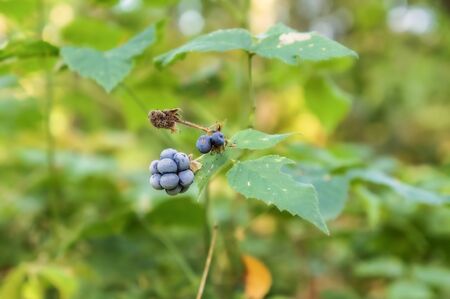 blackberries in the forest, blackberries on a branch, vitamins in berriesの写真素材
