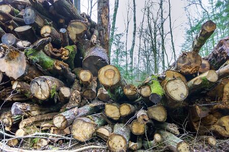 felled trees in a stack, logs from felled tree trunks