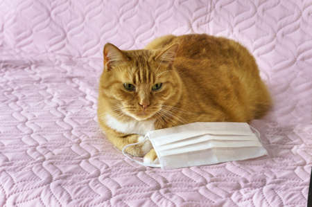 medical mask and cat, red house cat and sanitary facial maskの写真素材