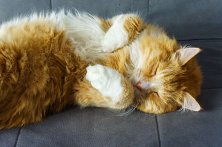 red cat lying on the sofa, fluffy house cat, red cat at home resting