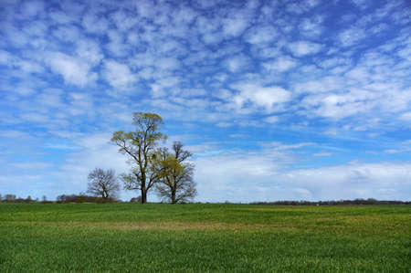 spring field landscapes, landscape field tree, three trees in a fieldの写真素材