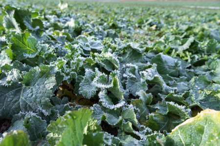 ice and frost on canola leaves, rapeseed field after harvestの写真素材