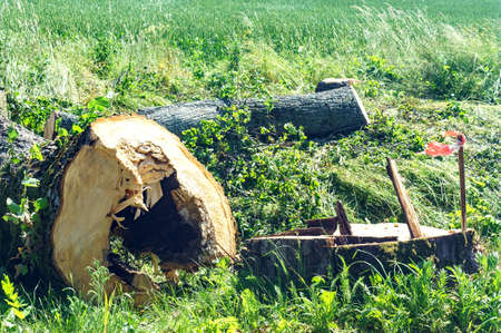 cut down trees near the road, cutting down trees on the sides of the highway