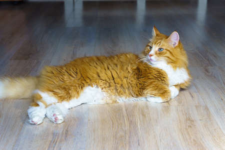 fluffy house cat, red cat at home resting, red cat lying on the sofaの写真素材