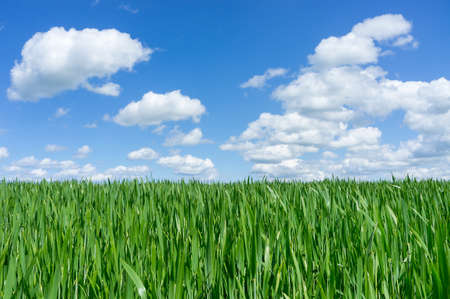 Agricultural fields sown with cereals. Ears of rye and oats in the field. Wheat field.の写真素材