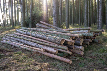 felled trees in a stack, logs from felled tree trunks