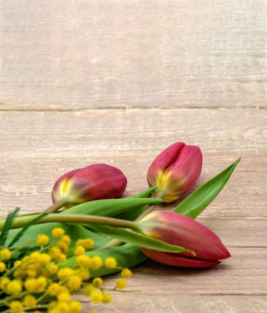 Red tulips on a wooden background. A branch of yellow Mimosa. Mimosa and three Tulips.