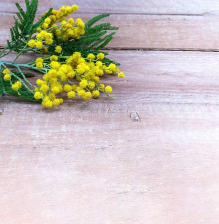 Mimosa branch on a wooden background. Yellow Mimosa on a pink wooden background.の写真素材