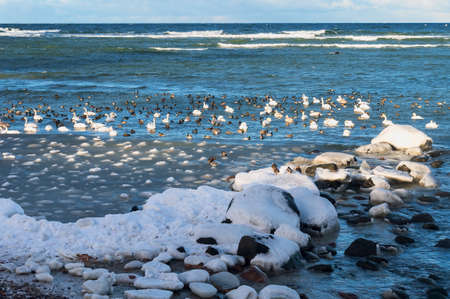 A seascape in winter. Seagulls, ducks and swans in the Baltic Sea. Flocks of waterfowl in winter at sea.の写真素材