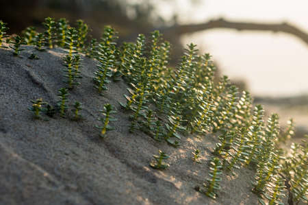 Young shoots on the sea sand. Sea mustard coastal (lat. Cakile maritima). Sea mustard of the Baltic. Ruchetta of sea. Plants of the Curonian Spit.の写真素材
