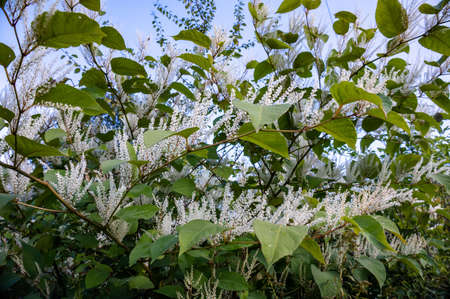A flowering ornamental shrub with white flowers. Itea virginica shrub in autumn.の写真素材