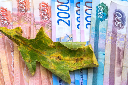 Yellow oak leaf on the background of money. Rubles and autumn leaf. Autumn promotions and sales.の写真素材