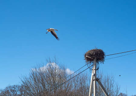 A stork in the nest. Storks arrived in the spring. Stork's nest on a pole. High voltage pole and bird's nest.の写真素材