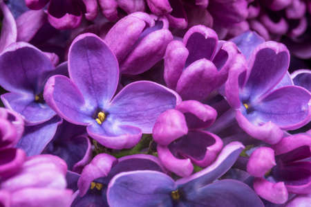 Lilac flowers in large. A blooming branch of lilacs. A cluster of purple flowers.