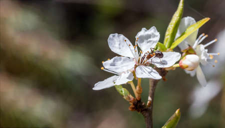 An ant in a flower. Spring flowering and insect. A flowering tree.の写真素材