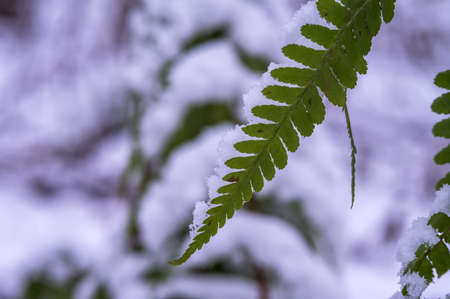 The first snow in the fall. Green leaves in the snow. Fern in the snow. Snowflakes on the green grass.の写真素材