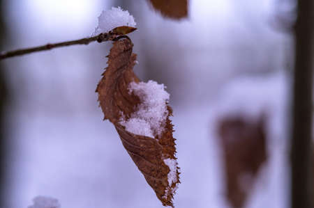 The first snow in the fall. Yellow leaves in the snow. Snowflakes on the yellowed leaves.