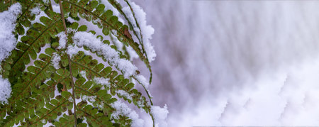 The first snow in the fall. Green leaves in the snow. Fern in the snow. Snowflakes on the green grass.の写真素材