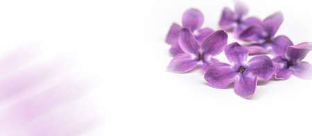 Lilac flowers on a light background. A bunch of lilac flowers. A blooming branch of lilacs.の写真素材